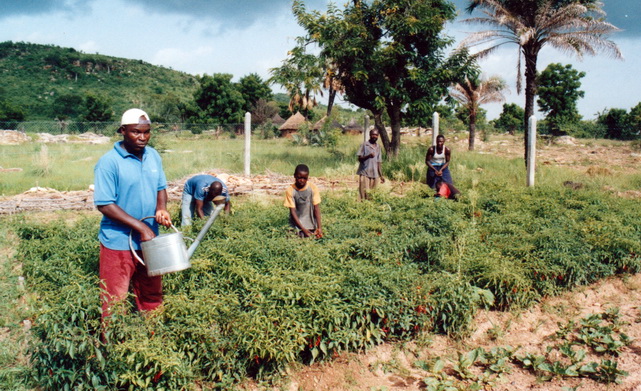 Togo: Mitglieder der Kooperative bei der Gartenarbeit, l. der Gärtner Agbarine